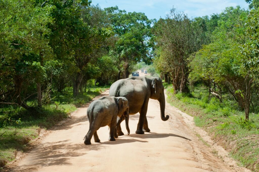 Top Luxury Travel Destinations for 2024: Africa, Antarctica, Oceania