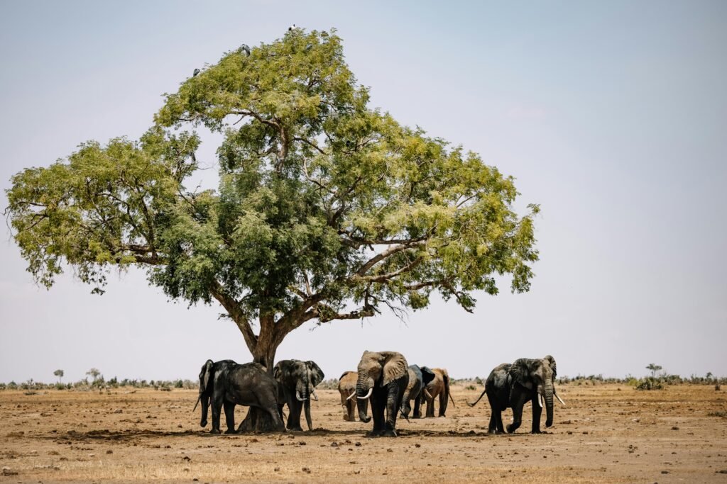 “Safari Dreams & Ancient Scenes: Africa’s Top 10 Must-Visit Destinations”